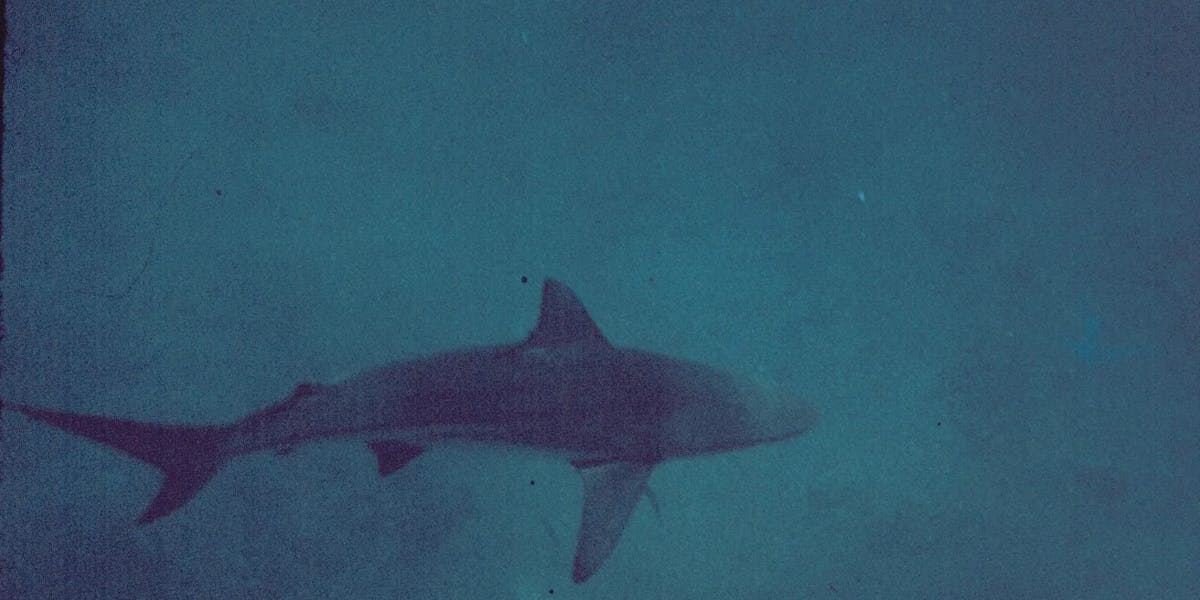 shark-safety-shark shark-safety-shark