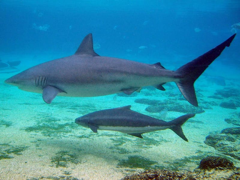 shark-ultrasounds-baby-shark
