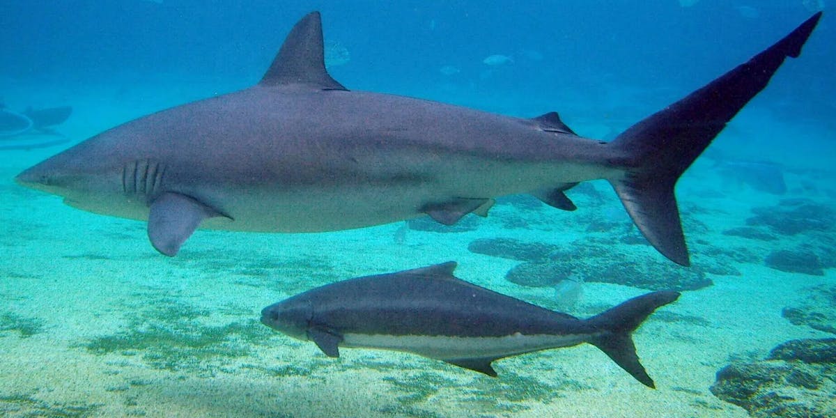 shark-ultrasounds-baby-shark shark-ultrasounds-baby-shark