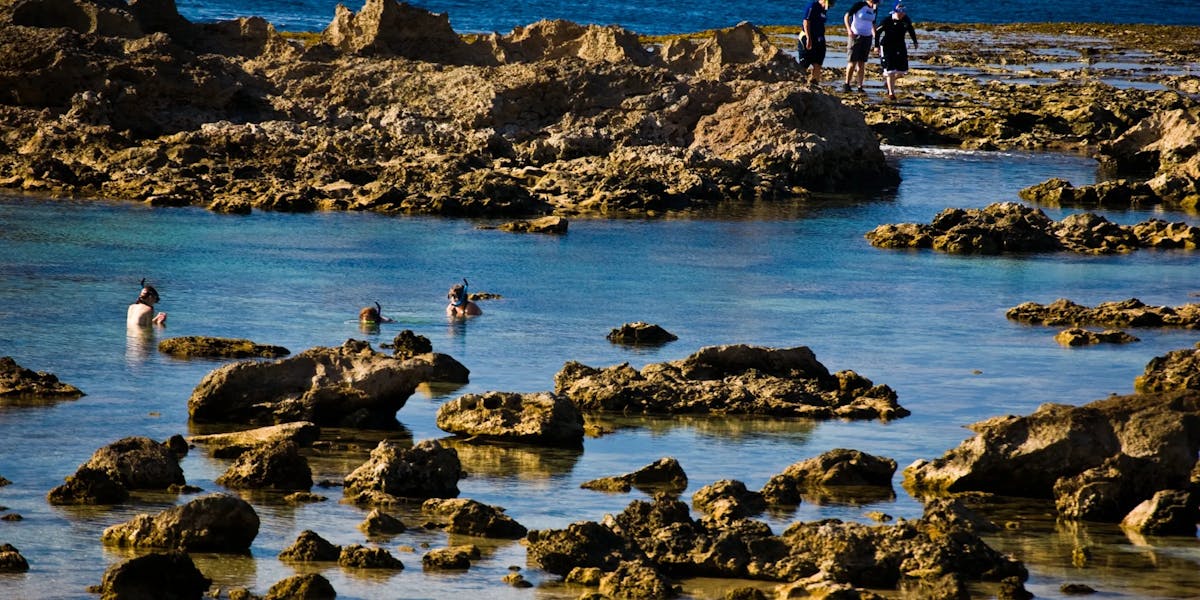 sharks-cove-snorkeler sharks-cove-snorkeler