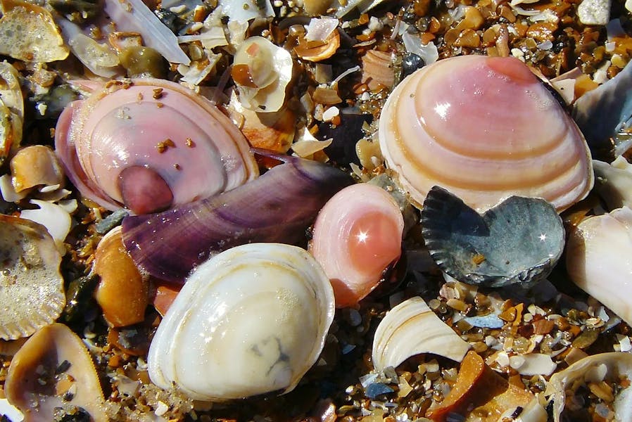 shell-329230_1280