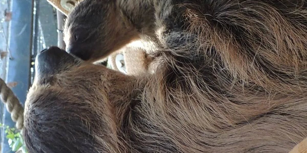 sloth-three sloth-three