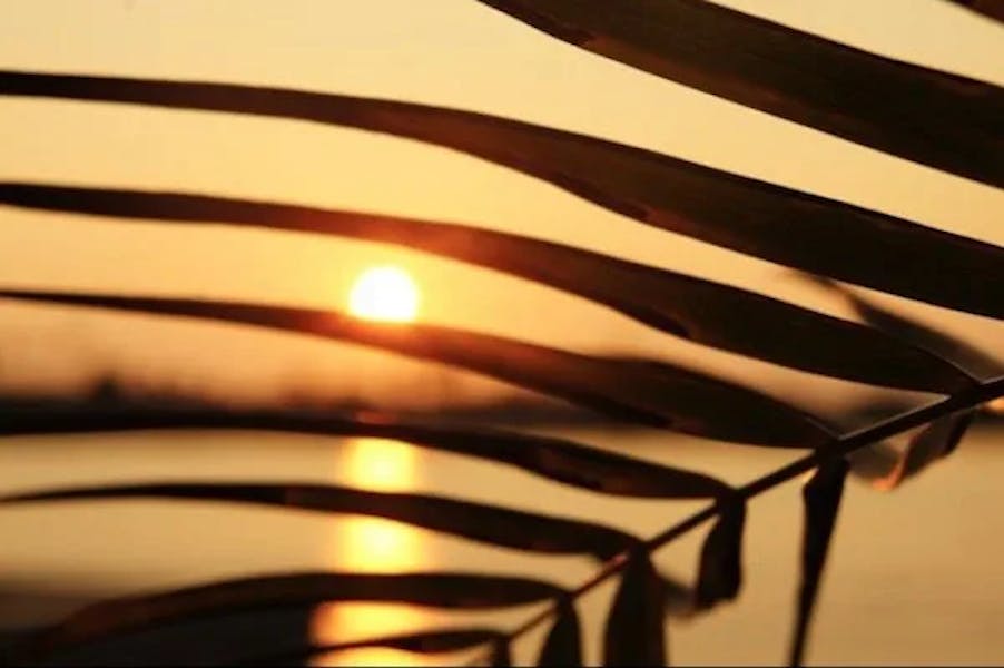 sunset-palms