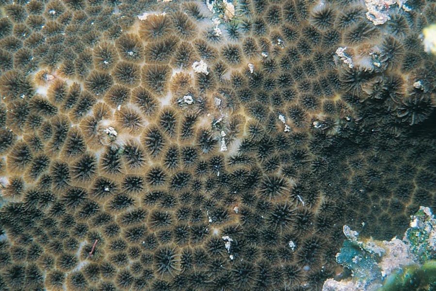 super-coral