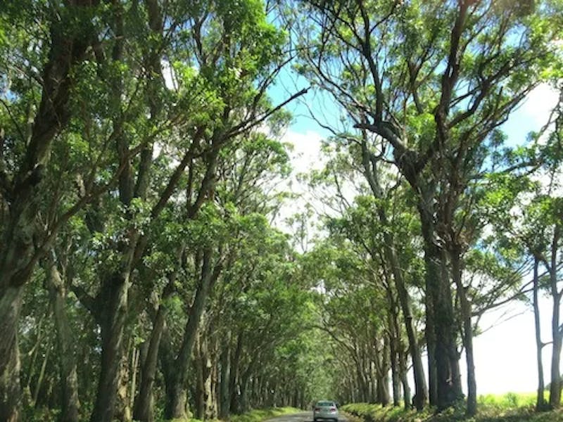 tree-tunnel-road-kauai