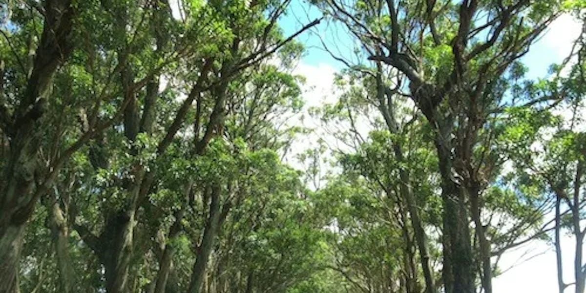 tree-tunnel-road-kauai tree-tunnel-road-kauai
