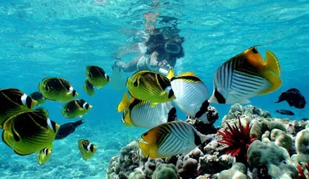 tropical-fish