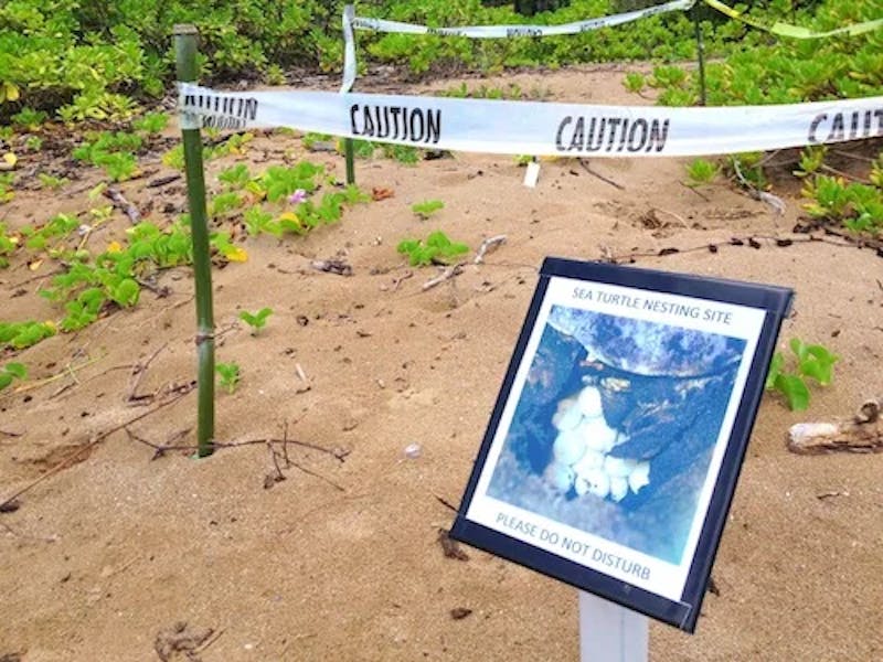 turtle-eggs-protected