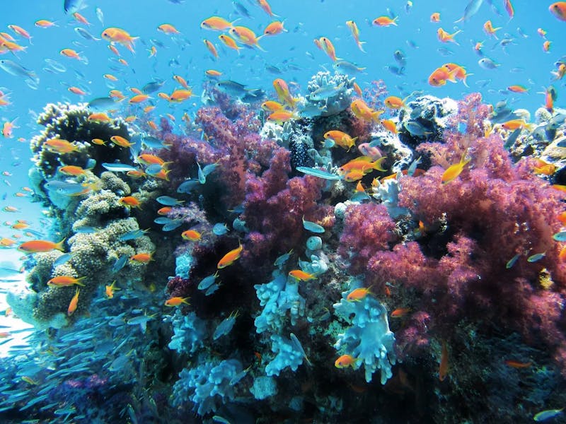 underwater-123282_1280