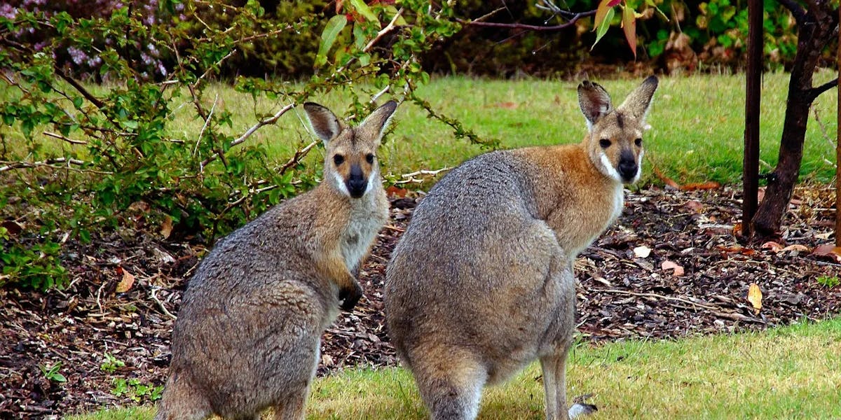 wallaby-409710_1280 wallaby-409710_1280