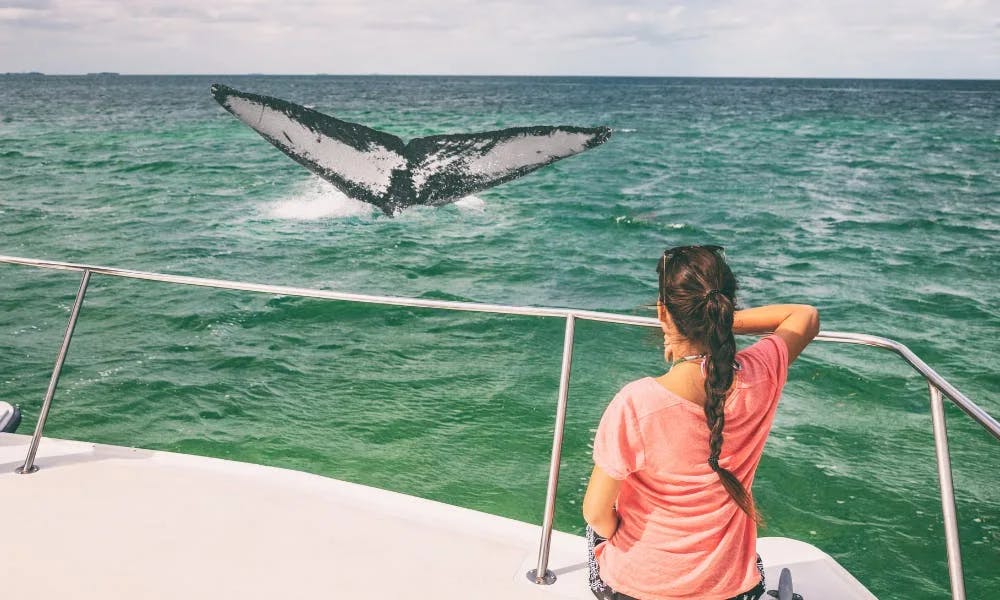 whale-watching-hawaii-season