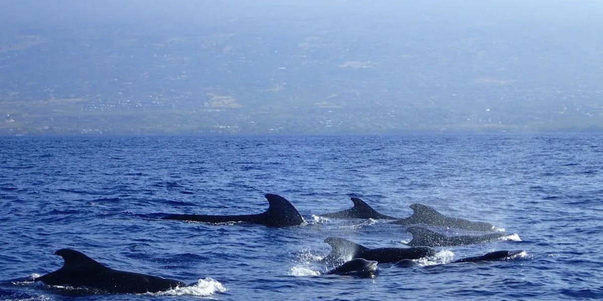 whale-watching-kona-hawaii whale-watching-kona-hawaii