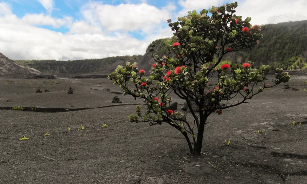 ʻOhiʻa-Lehua