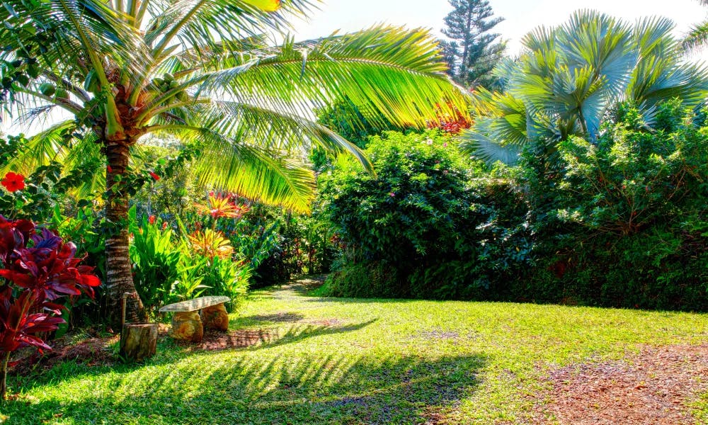 things to do in hawaii in january